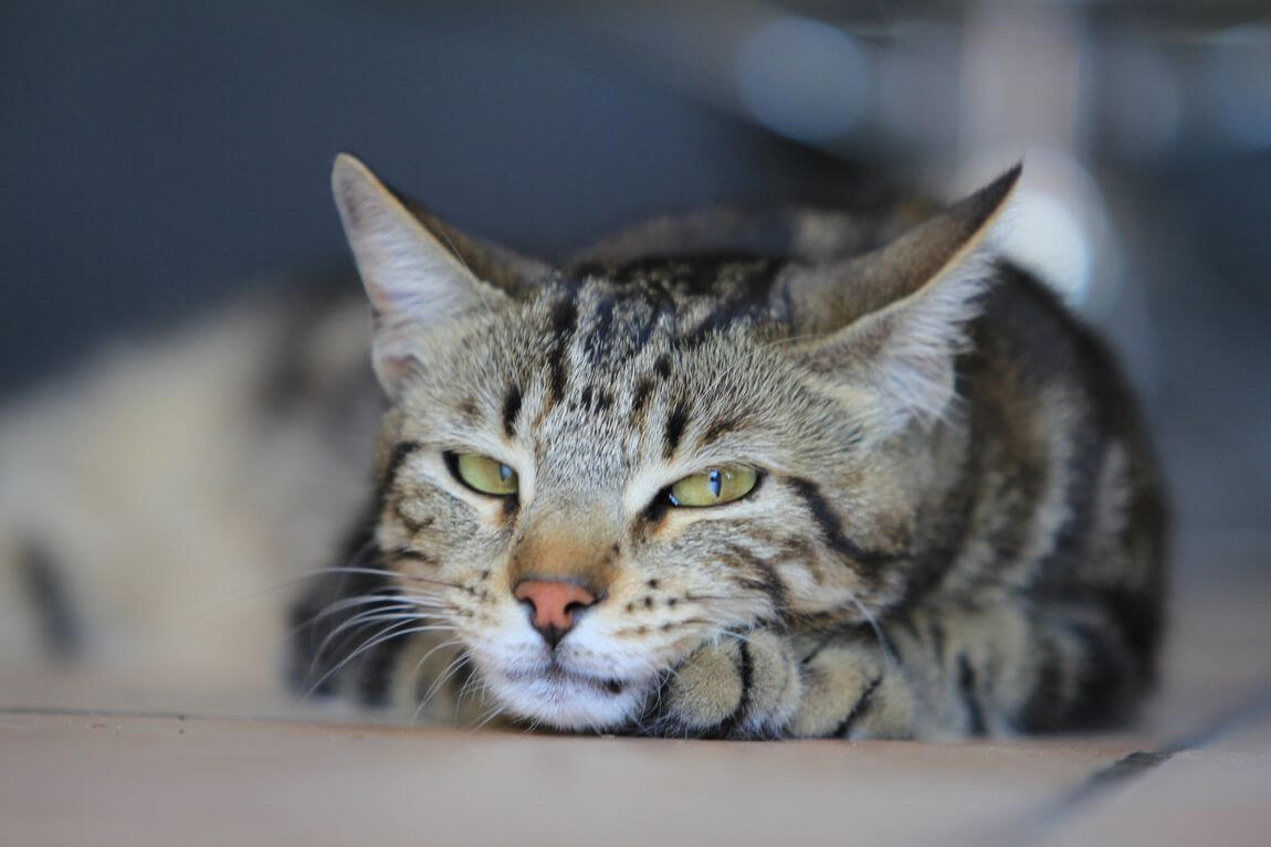 mis consejos de fotografía de vida silvestre retrato de gato