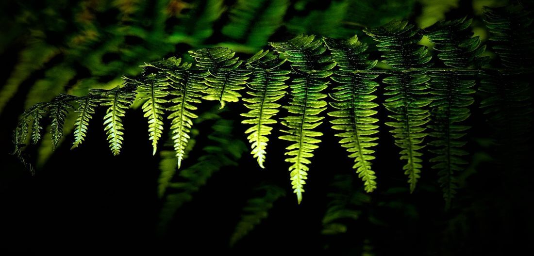 consejos de fotografía con poca luz sujeto estático con poca luz