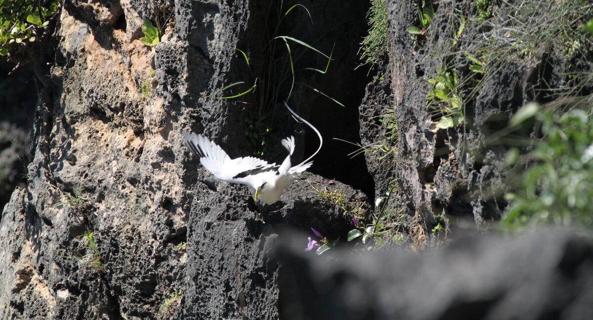 fotografía con teleobjetivo de 300 mm pájaro en vuelo con teleobjetivo