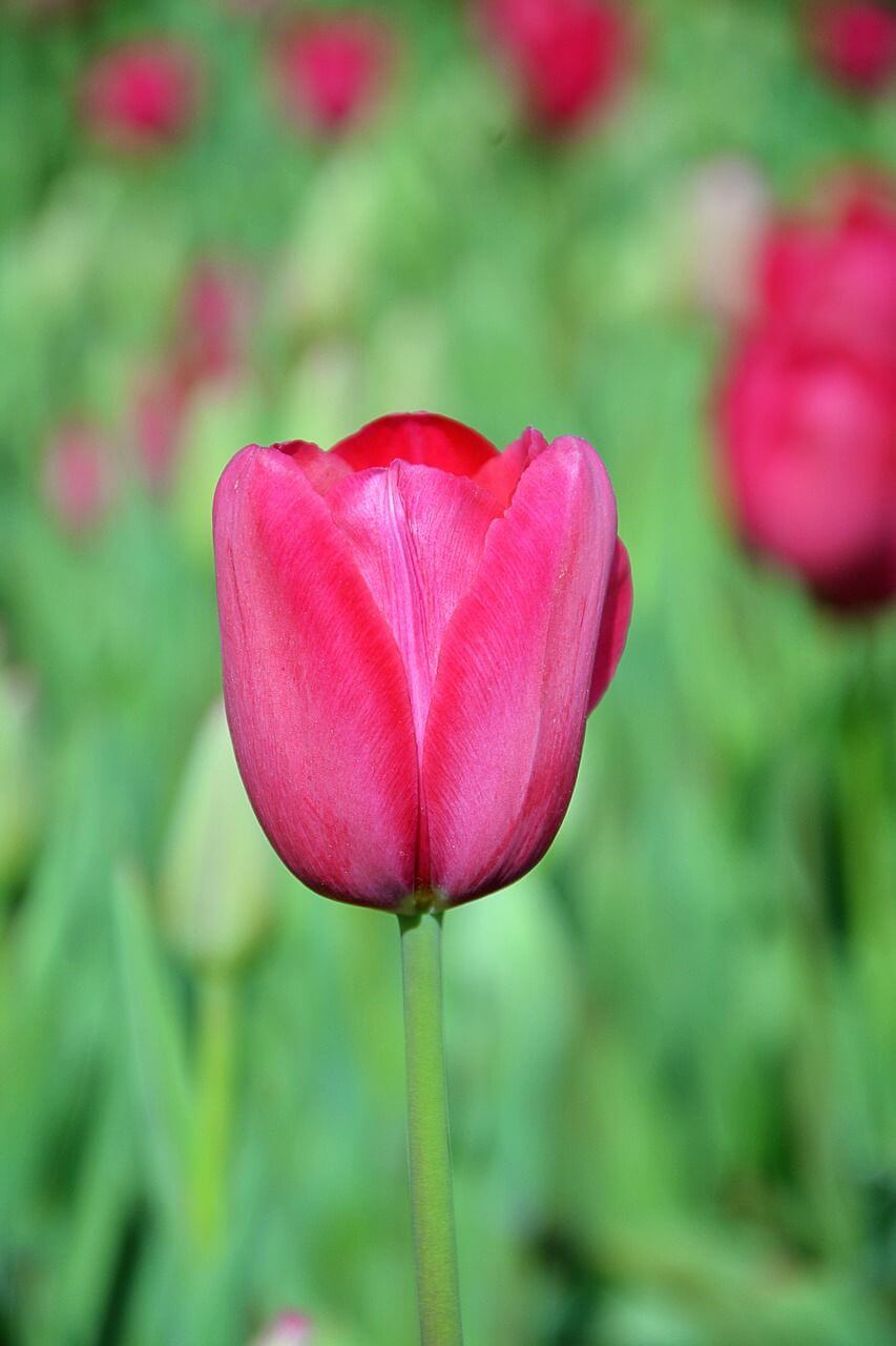 el mejor objetivo macro para la naturaleza flor en macrofotografía