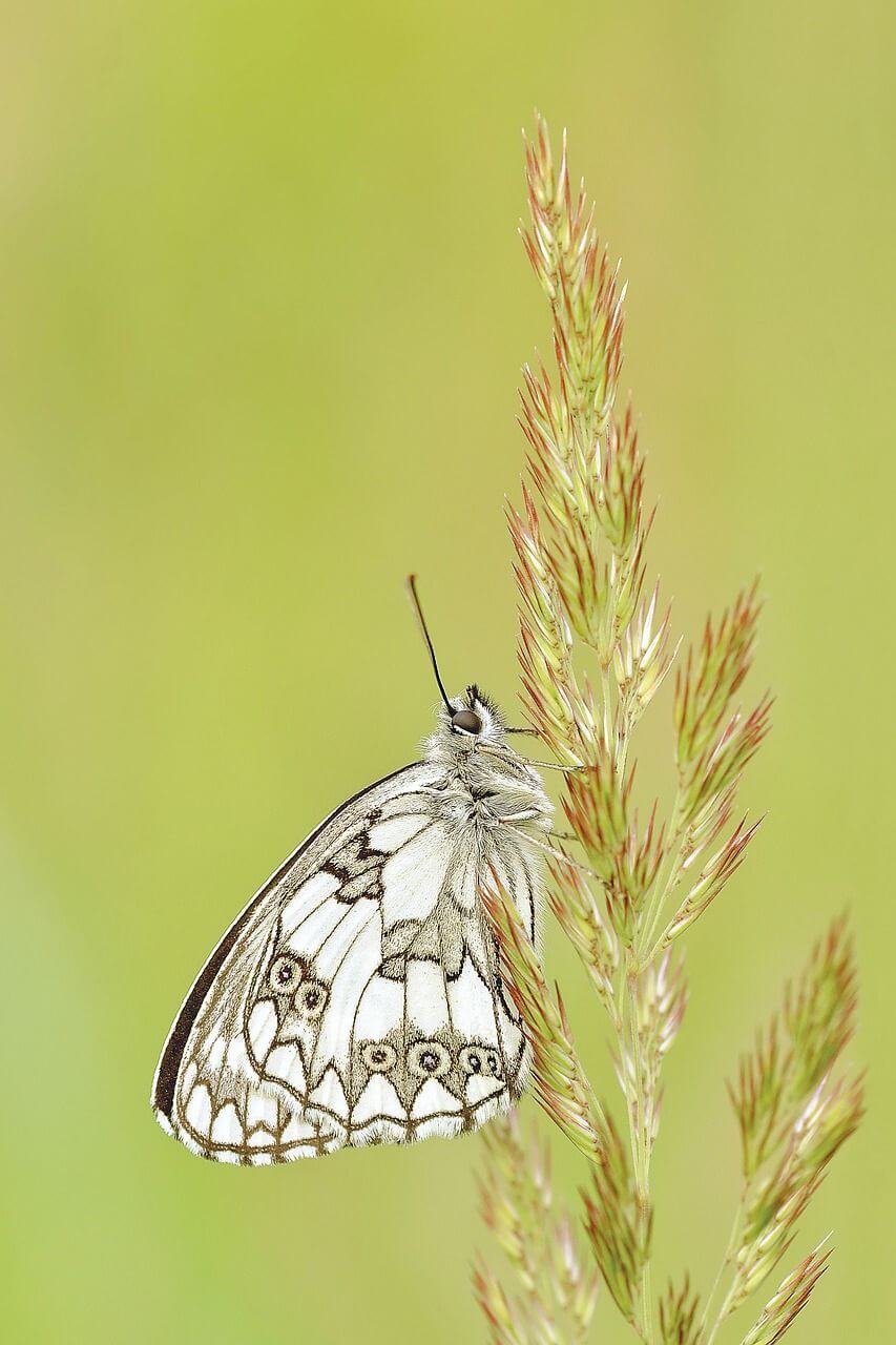 objetivo macro para insectos macrofotografía de mariposa