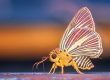 mejores consejos para fotografía macro en primer plano