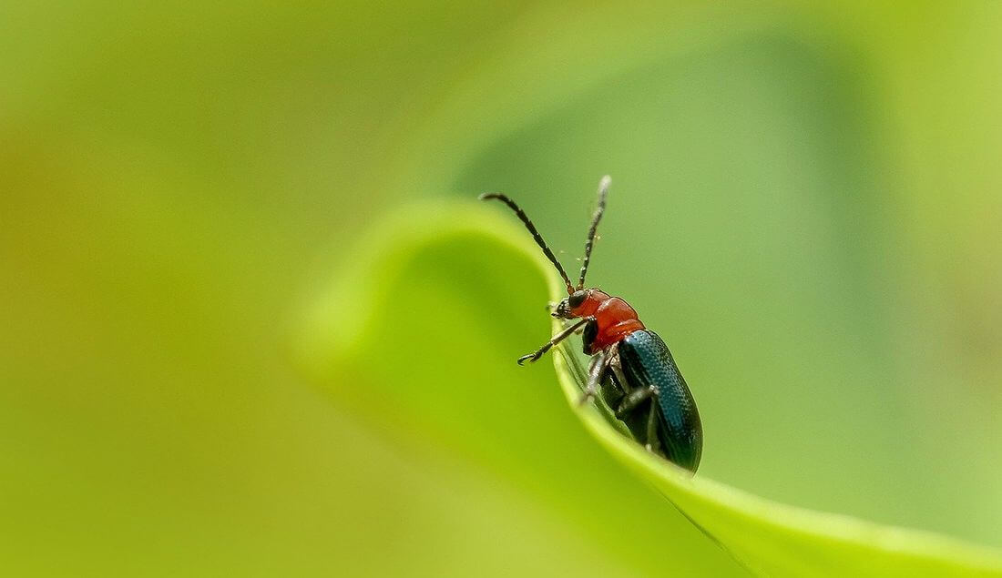 líneas guía y fotografía macro líneas guía: mejores consejos en fotografía macro