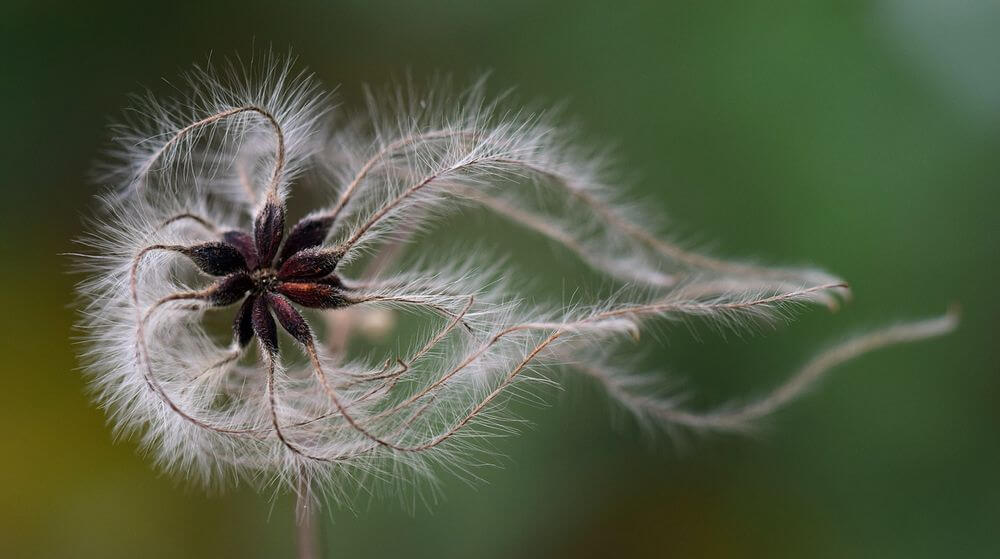 qué cámara réflex digital elegir para la macrofotografía macrofotografía qué objetivo elegir