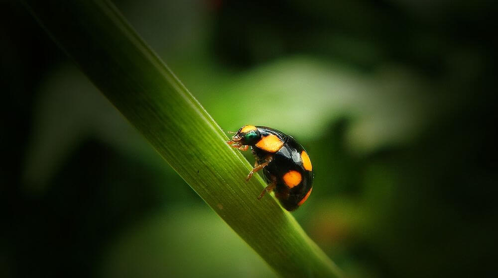 DSLR y objetivo macro el mejor objetivo macro, cómo elegir