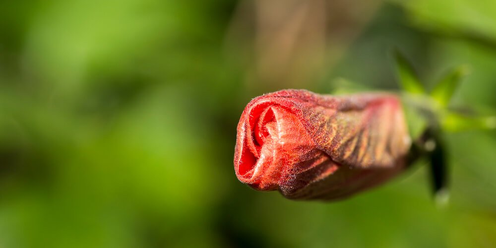 vocabulario y fotografía dominar el bokeh y la fotografía